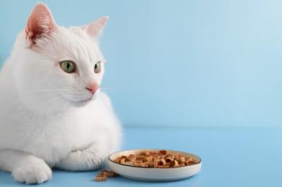 Mengenal Manfaat Dry Food untuk Kesehatan Gigi Kucing, Ini Kata Dokter Hewan –